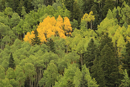 秋色的阿斯彭树 不复成阿格雷国家森林 科罗拉风景国家绿色松树叶子黄色森林荒野地区性宏观图片