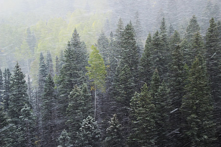 雪暴中的松林 科罗拉多斯涅斐尔山山脉风暴叶子鼻涕虫暴风雪荒野天空乌雷松树蓝色划分图片