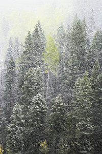 雪暴中的松林 科罗拉多斯涅斐尔山山脉划分乌雷顶峰森林暴风雪松树国家风景风暴蓝色图片
