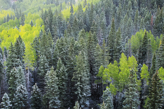 科罗拉多州斯内弗勒山带新雪的山脉鼻涕虫叶子顶峰乌雷国家蓝色溪流暴风雪划分森林图片