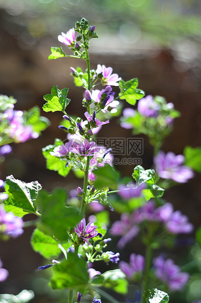 美丽的紫红色花朵晴天植物群蓝色植物紫色园艺阳光花园草地花粉图片