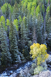 科罗拉多州斯内弗勒山带新雪的山脉划分溪流蓝色森林暴风雪国家乌雷叶子顶峰橙子图片