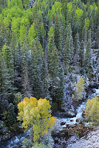 科罗拉多州斯内弗勒山带新雪的山脉顶峰松树溪流暴风雪划分风景蓝色橙子叶子森林图片