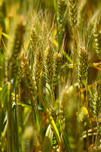 小麦田天空生长场地收成大麦面包太阳耳朵农业种子图片