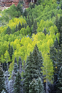 科罗拉多州斯内弗勒山带新雪的山脉蓝色暴风雪风景顶峰划分叶子荒野国家鼻涕虫橙子图片