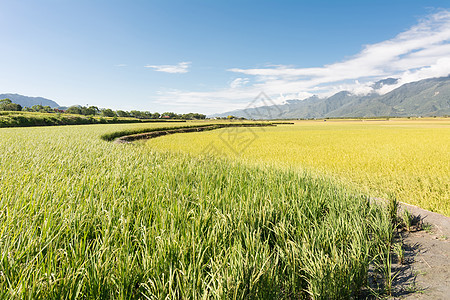 农村风景场景蓝色天堂植物天空栽培粮食牧歌生长季节图片