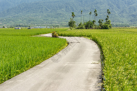 穿过稻田的公路农村牧歌车道自由场地交通农场文化小路培育图片