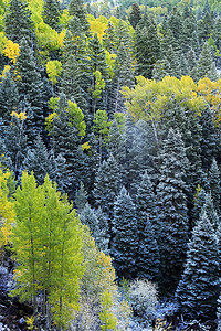科罗拉多州斯内弗勒山带新雪的山脉蓝色天空乌雷国家橙子暴风雪划分风景顶峰松树图片