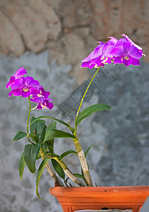 兰花花园植物群花朵植物摄影叶子植物学图片