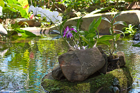 兰花花园植物摄影叶子花朵植物群植物学图片