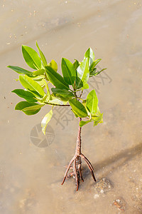 生长在自然中的红树林阳光海岸线反射树枝酒厂红树沼泽热带盐水湿地图片