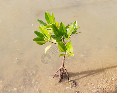 生长在自然中的红树林海景热带森林气候盐水叶子海岸植物酒厂植被图片