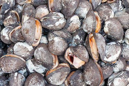 新鲜 cockles 背景生活壳类收藏白色海岸动物海洋生产海滨市场图片