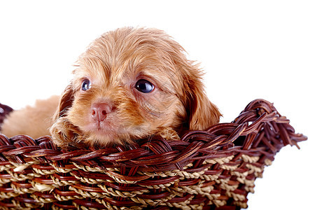 一只小狗的肖像 一个装饰的小狗 在一篮子里脊椎动物朋友动物幸福犬类快乐乐趣毛皮猎犬宠物图片