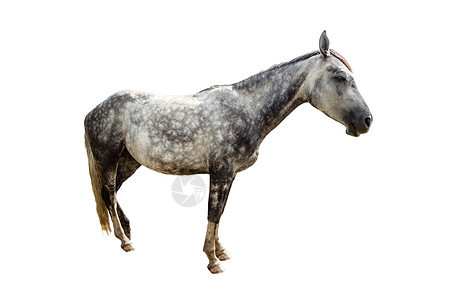 孤立的灰色马匹宠物耳朵姿势小马阉马生物哺乳动物农场马术食草图片