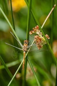 黄色大黄动物俗语翅膀尾巴枝条昆虫环境动物群蜻蜓昆虫学图片
