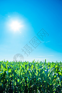 玉米田的阳光场地生长晴天太阳农村饲料叶子国家食物麦田图片