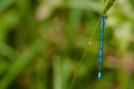 蓝色自大蓝草地叶子湿地生物学沼泽眼睛草原野生动物动物昆虫图片