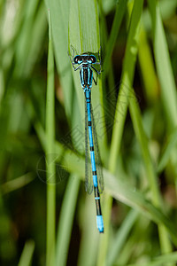 蓝色自大蓝翅膀尾巴花园海鲜饭天蓝色荒野昆虫叶子漏洞植物群图片