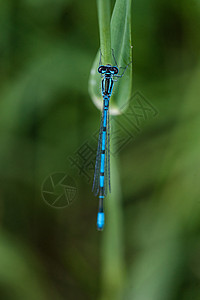 蓝色自大蓝昆虫草原草地动物漏洞蜻蜓生物学同居野生动物花园图片