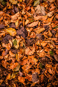 秋叶公园植物环境叶子植物群太阳季节国家树叶森林图片