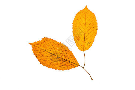 秋叶国家太阳生态森林花园季节叶子顶峰环境植物群图片