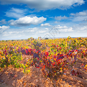 乌蒂埃尔雷凯纳的秋金红葡萄园食物收成季节请求生长水果实用程序国家农场藤蔓图片
