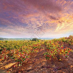 乌蒂埃尔雷凯纳的秋金红葡萄园国家水果季节酒厂实用程序衬套食物请求藤蔓葡萄园图片