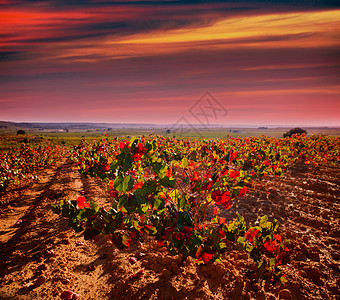 乌蒂埃尔雷凯纳的秋金红葡萄园生长食物实用程序季节收成葡萄园国家农场植物生产图片