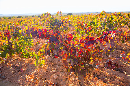 乌蒂埃尔雷凯纳的秋金红葡萄园请求紫色场地生长国家植物实用程序酒厂树叶季节图片