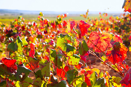 乌蒂埃尔雷凯纳的秋金红葡萄园请求衬套食物植物紫色季节农场实用程序葡萄园国家图片
