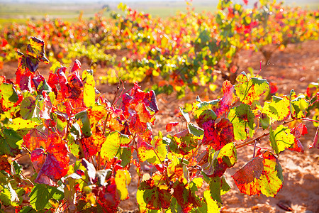 乌蒂埃尔雷凯纳的秋金红葡萄园树叶植物生产季节国家食物实用程序请求水果收成图片