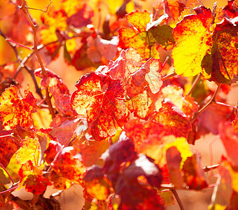 秋秋多彩的金红葡萄园树叶请求水果场地国家植物藤蔓酒厂农场生产收成图片
