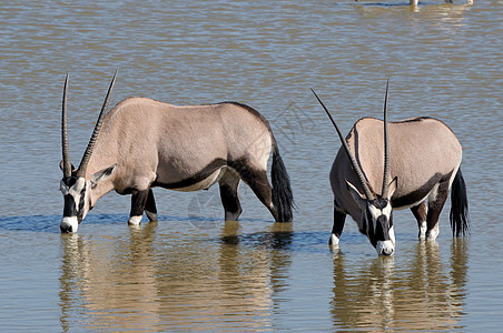 Oriix Gemsbok 饮用水动物动物群沙漠荒野羚羊野生动物哺乳动物图片