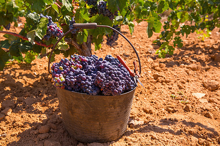 用葡萄树收成的庄稼收获果味场地请求衬套葡萄园生产食物水果藤蔓酒厂图片