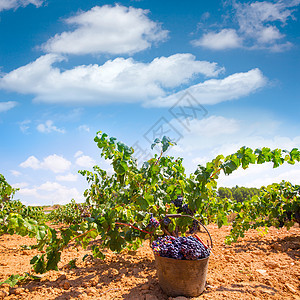 用葡萄树收成的庄稼收获农场植物衬套水果生产请求果味天空场地季节图片