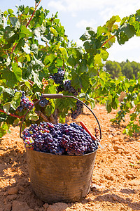 用葡萄树收成的庄稼收获植物酒厂食物生长场地藤蔓葡萄园实用程序水果生产图片