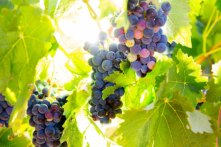 葡萄园中的波伯酒葡萄 生成准备收割衬套水果藤蔓生产植物天空蓝色实用程序国家季节图片