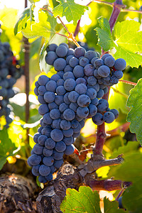 葡萄园中的波伯酒葡萄 生成准备收割果味天空场地水果生长藤蔓实用程序酒厂国家农场图片