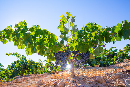 西班牙酒庄葡萄园中的波伯酒葡萄 生成准备收割生产天空衬套国家树叶藤蔓酒厂请求场地季节背景