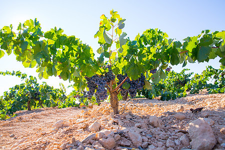葡萄园中的波伯酒葡萄 生成准备收割藤蔓食物农场生长请求收成天空国家植物季节图片