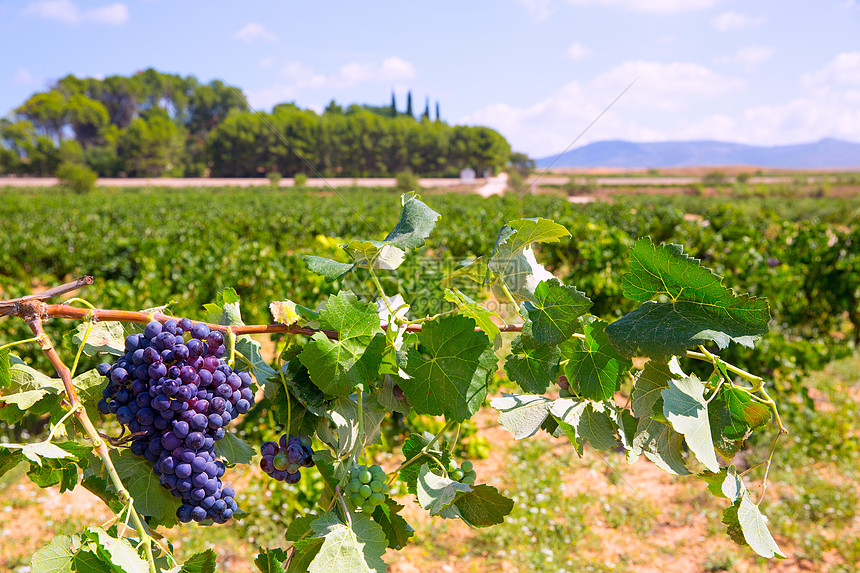 准备在地中海收获的bbobal葡萄葡萄场地农场水果收成树叶国家葡萄园食物天空实用程序图片