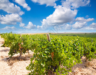 西班牙酒庄准备在地中海收获的bbobal葡萄葡萄植物实用程序生长酒厂场地蓝色食物收成请求衬套背景