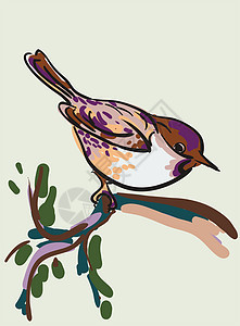 树枝上鸟的矢量草图动物生物插图荒野歌曲棕色绘画白色唱歌艺术图片