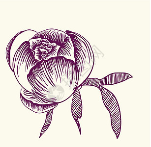 矢量装饰图像牡丹花花瓣正方形插图花园植物叶子牡丹风格花朵植物学图片