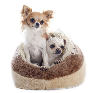 狗床上的吉娃娃工作室犬类白色宠物小狗动物伴侣狗窝棕色图片