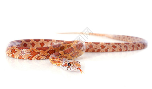 玉米蛇捕食者工作室鼠蛇蛇皮小吃爬虫橙子动物图片