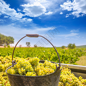 用葡萄酒收获收获夏多伦纳场地衬套天空季节生产植物果味藤蔓葡萄园收成图片