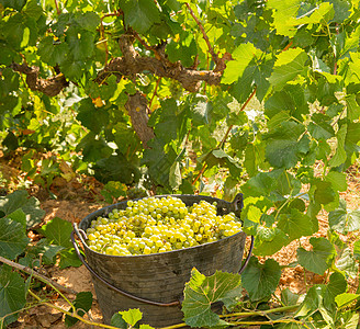用葡萄酒收获收获夏多伦纳衬套生长果味食物请求葡萄园实用程序农场植物酒厂图片