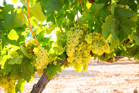 葡萄园中的夏尔多纳尼葡萄葡萄 准备收割酒厂生产国家食物天空水果植物农场果味收成图片
